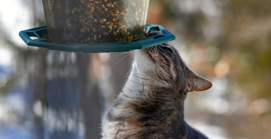 Automatic Cat Feeder